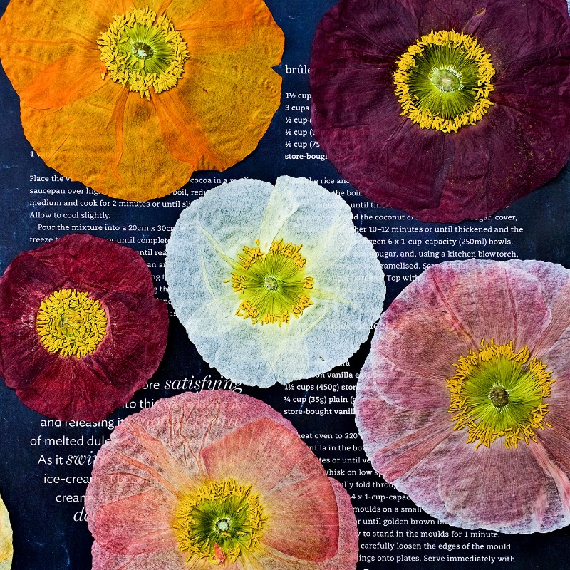 Resin Art Design - 1pcs,Nature Field Poppy Pressed Dry Flowers