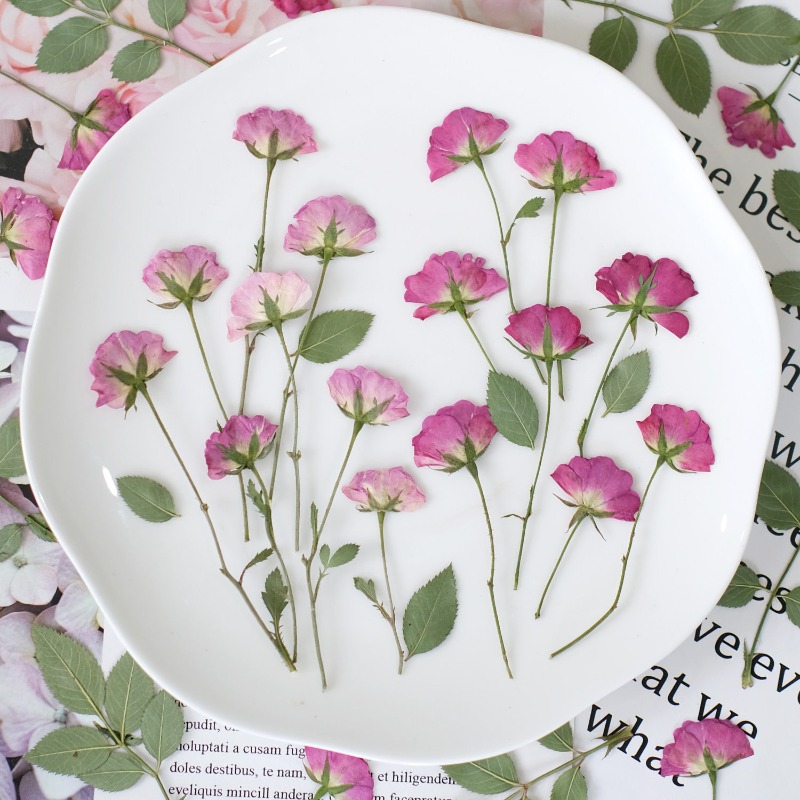 12pcs,Real Mini Rose Pressed F - مراجعة Resin Art Rose Petals وسعره