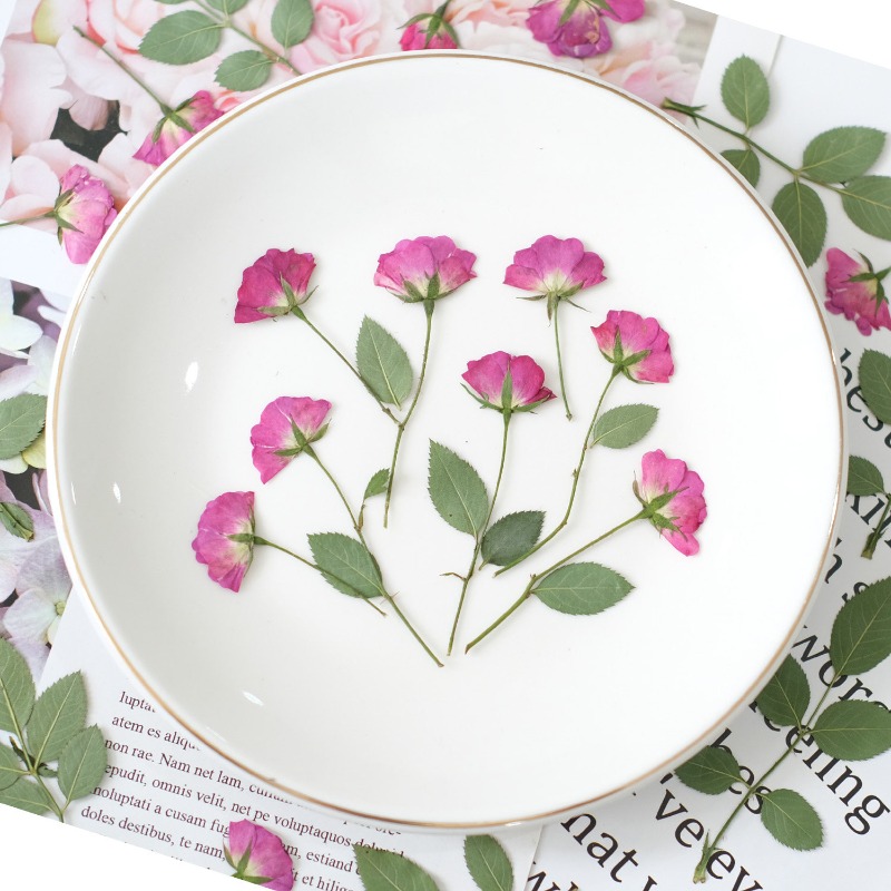 12pcs,Real Mini Rose Pressed F - مراجعة Resin Art Rose Petals وسعره