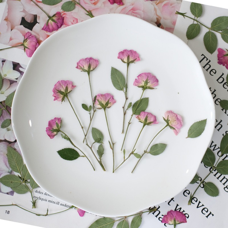 12pcs,Real Mini Rose Pressed F - مراجعة Resin Art Rose Petals وسعره