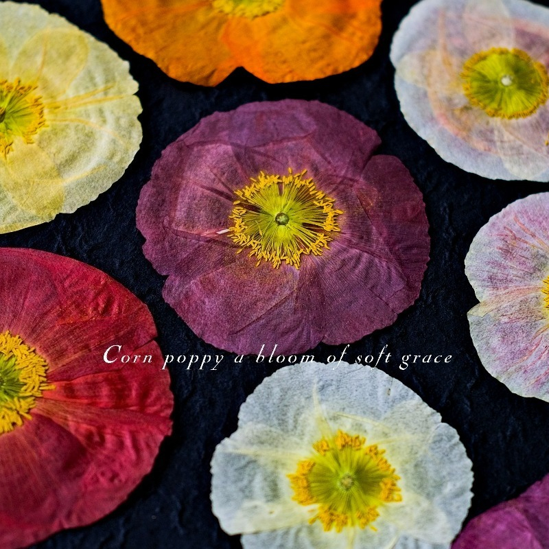 1pcs,Nature Field Poppy Presse - مراجعة Resin Art Design وسعره