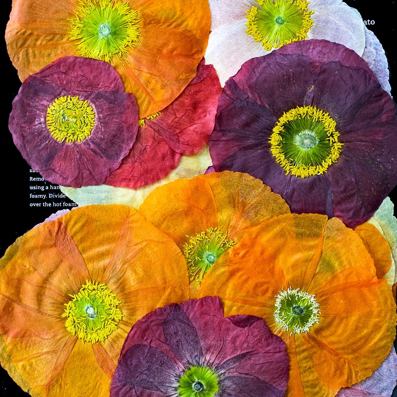 1pcs,Nature Field Poppy Presse - مراجعة Resin Art Design وسعره