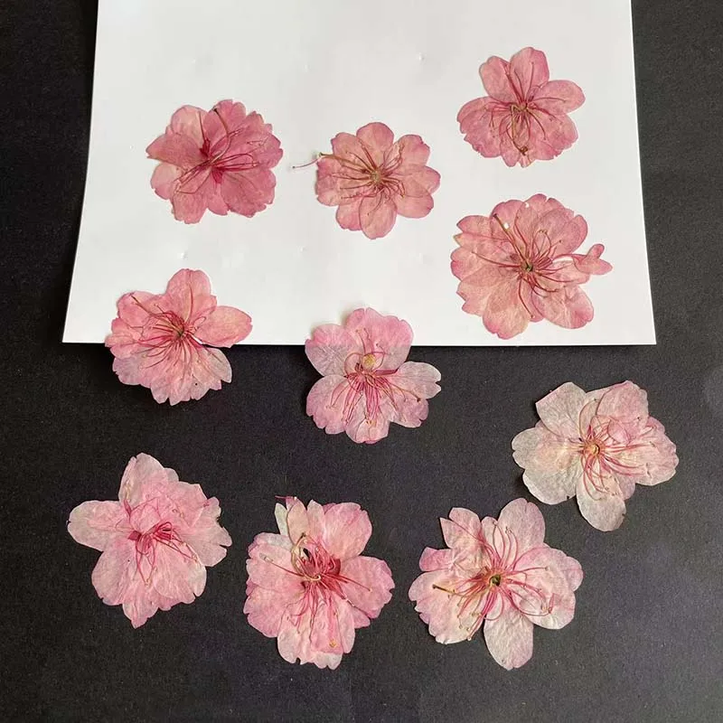 3-4.5CM/24PC Real Natural Drie - مراجعة Resin Art Rose Petals وسعره