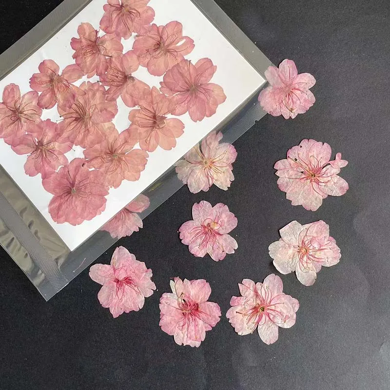 3-4.5CM/24PC Real Natural Drie - مراجعة Resin Art Rose Petals وسعره