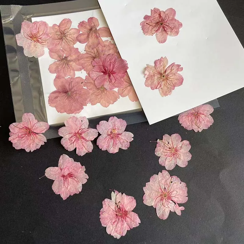 3-4.5CM/24PC Real Natural Drie - مراجعة Resin Art Rose Petals وسعره