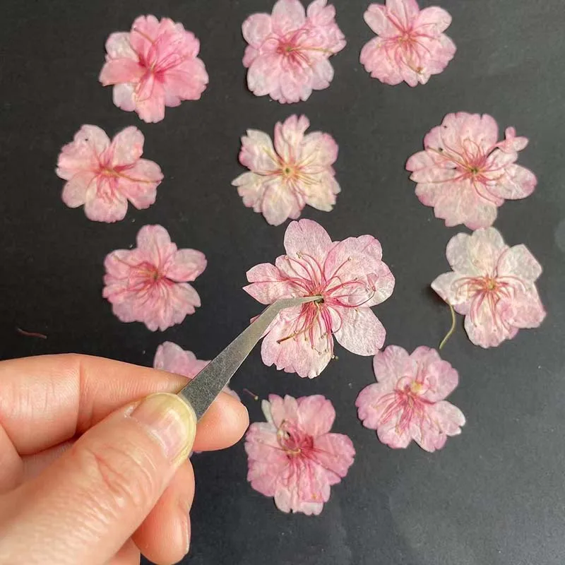 3-4.5CM/24PC Real Natural Drie - مراجعة Resin Art Rose Petals وسعره