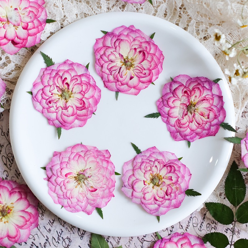 6pcs,Natural Rose Lotus Presse - مراجعة Resin Art Rose Petals وسعره