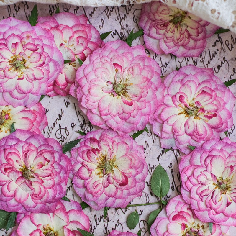 6pcs,Natural Rose Lotus Presse - مراجعة Resin Art Rose Petals وسعره