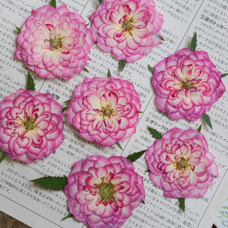 6pcs,Natural Rose Lotus Presse - مراجعة Resin Art Rose Petals وسعره