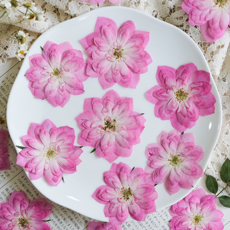 6pcs,Natural Rose Lotus Presse - مراجعة Resin Art Rose Petals وسعره